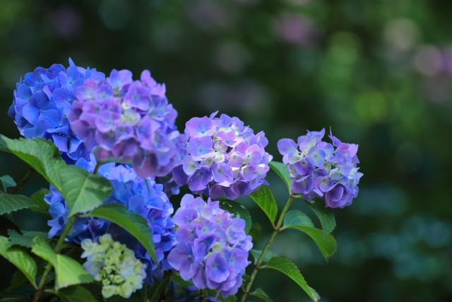 梅雨のアジサイの花の写真