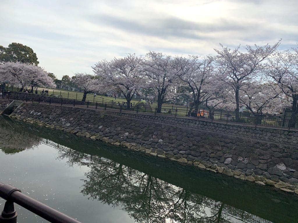 大分市平和市民公園の桜の写真